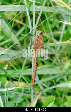 Libelle grünäugige Hawker Aeshna drehbar Stockfoto