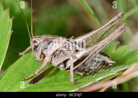 Decticus Verrucivorus Juvenile Warze-Beißer Stockfoto