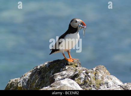 Papageitaucher auf Felsen Insel kann Firth of Forth-Schottland Stockfoto