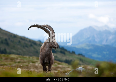 Capra Ibex Steinbock Alpine Ibex Niederhorn Beatenberg Berner Oberland Schweiz alte männliche Bock Stockfoto