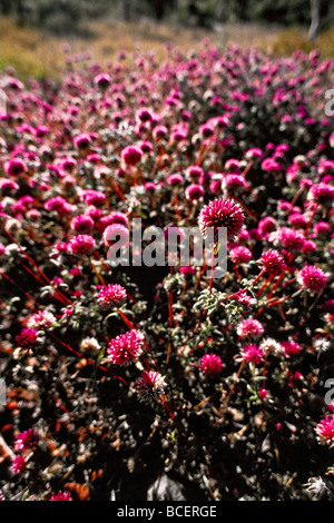 Dichten Büscheln von rosa Blüten der Batchelors Tasten in einem offenen Waldgebiet. Stockfoto