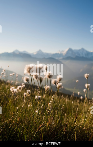 Scheuchzeri Scheuchzers Wollgras Wollgras Berner Oberland Schweiz Wollgras Cottonsedge White Wollgras Stockfoto