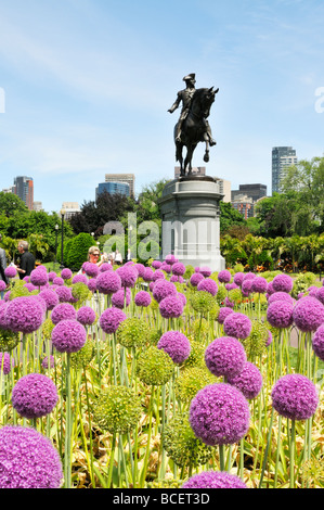 Statue von George Washington mit riesigen Alliums blühen in der Boston Public Garden neben dem Boston Common. Stockfoto