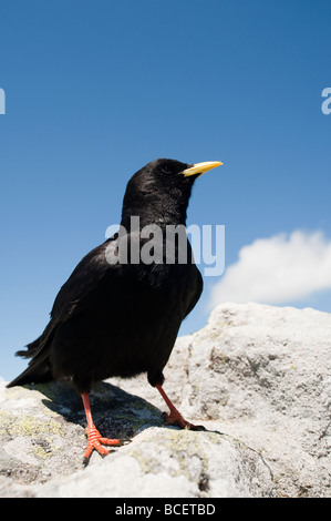 Pyrrhocorax Graculus Alpendohle Alpine Alpenkrähe Niederhorn Beatenberg Berner Oberland Schweiz Stockfoto