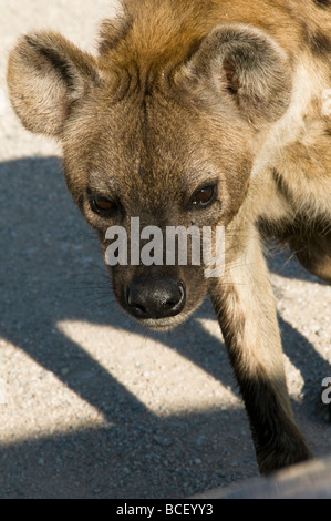 Hyäne auf der Pirsch im Etosha Nationalpark in Namibia entdeckt Stockfoto