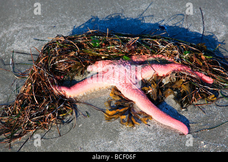 pink starfish on beach Stockfoto