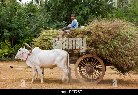 Myanmar. Burma. Bagan. Ein Landwirt nimmt Futter für sein Vieh auf einem Ochsenkarren in der Nähe von Taungzin. Stockfoto