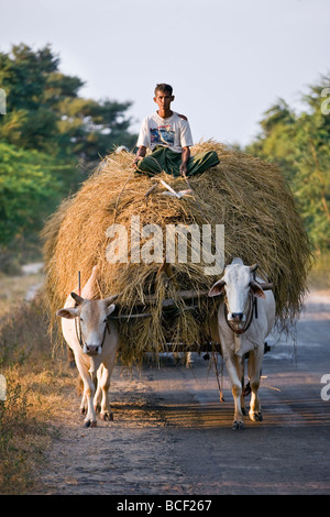 Myanmar. Burma. Bagan. Ein Bauer hat einen Ochsenkarren Ladung Reisstroh für seine Tiere. Stockfoto