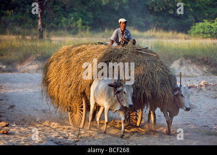 Myanmar. Burma. Bagan. Ein Bauer hat einen Ochsenkarren Ladung Reisstroh für seine Tiere. Stockfoto