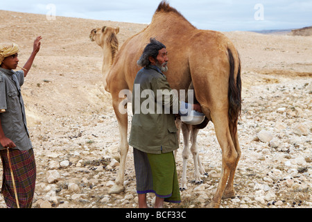 Oman, Dhofar. Eine Kamele Herder melkt sein Kamel, während sein Sohn etwas Ablenkung zu verhindern, dass er gebissen bietet. Stockfoto