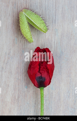 Papaver 'Rhoeas'. Mohnblume und Mantel auf Holz Hintergrund Stockfoto