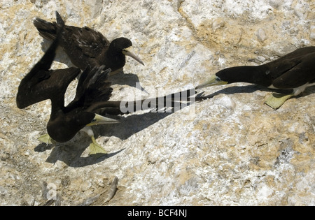 Braun Tölpel, Sula Leucogaster picken an Eindringling s Flügel. Stockfoto