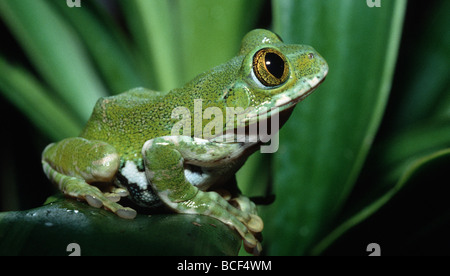 Amani Wald Treefrog, Leptopelis Vermiculatus Tansania Stockfoto