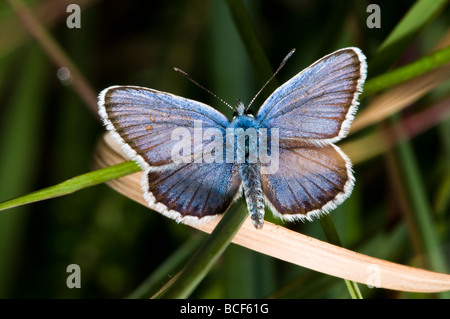 Blauer Schmetterling Silber verziert Stockfoto