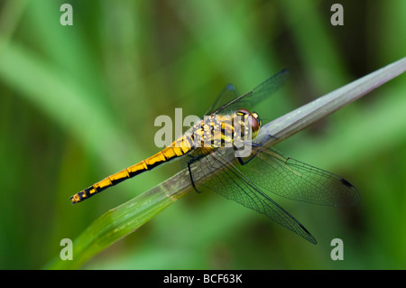 Weibliche schwarze Darter Libelle Stockfoto