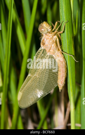 frisch geschlüpfte Libelle Stockfoto