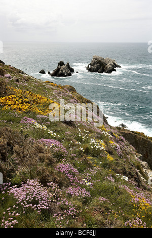 Wilde Blumen Teppich die schroffen Klippen mit Blick auf die Tölpelkolonie am Les Etacs Insel Alderney Kanalinseln UK Stockfoto