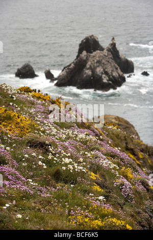 Wilde Blumen Teppich die schroffen Klippen mit Blick auf die Tölpelkolonie am Les Etacs Insel Alderney Kanalinseln UK Stockfoto