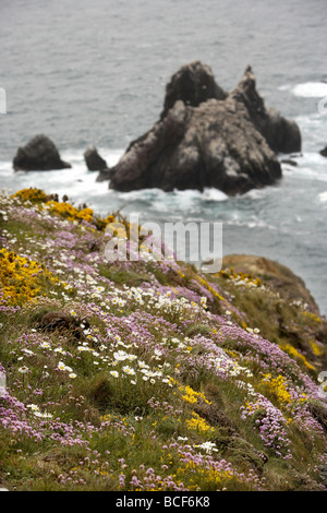 Wilde Blumen Teppich die schroffen Klippen mit Blick auf die Tölpelkolonie am Les Etacs Insel Alderney Kanalinseln UK Stockfoto