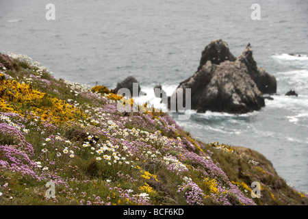 Wilde Blumen Teppich die schroffen Klippen mit Blick auf die Tölpelkolonie am Les Etacs Insel Alderney Kanalinseln UK Stockfoto