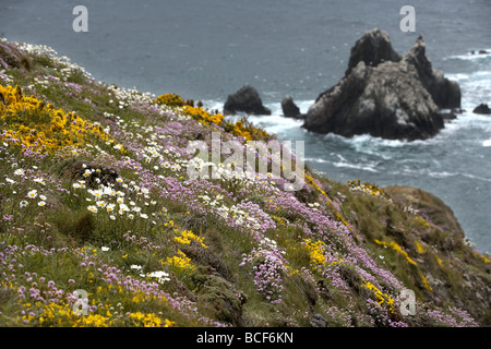 Wilde Blumen Teppich die schroffen Klippen mit Blick auf die Tölpelkolonie am Les Etacs Insel Alderney Kanalinseln UK Stockfoto