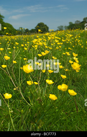 Nahaufnahme von gelben Butterblumen Butterblumen im Sommer auf Westwood Beverley East Yorkshire England Vereinigtes Königreich GB Großbritannien Stockfoto