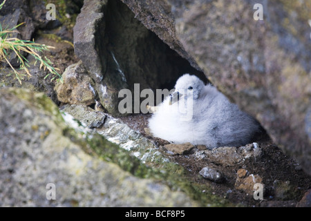 Küken Papageientaucher (Fratercula Arctica), Heimaey Island, South Island Stockfoto