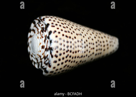 Leopard Cone Shell Conus pardalis Stockfoto