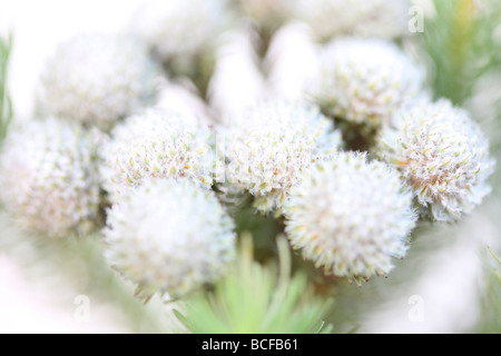 schöne full-Frame-Bild von Brunia Blütenköpfchen Kunstfotografie Jane Ann Butler Fotografie JABP426 Stockfoto