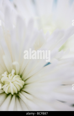 Full-Frame-Nahaufnahme von den weißen langen Blütenblättern Anastasia Chrysantheme Kunstfotografie Jane Ann Butler Fotografie JABP428 Stockfoto