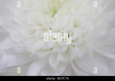 Full-Frame-Nahaufnahme von den weißen Blütenblättern Chrysantheme Kunstfotografie Jane Ann Butler Fotografie JABP427 Stockfoto