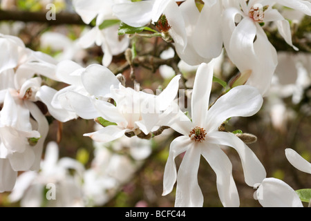 auffallende weiße Magnolie Baum Kunstfotografie Jane Ann Butler Fotografie JABP430 Stockfoto