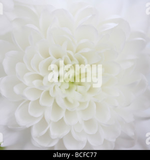 Full-Frame-Nahaufnahme von den weißen Blütenblättern Chrysantheme Kunstfotografie Jane Ann Butler Fotografie JABP429 Stockfoto