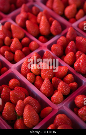 Insel La Réunion, Saint-Paul, Strandpromenade Markt, Erdbeeren Stockfoto