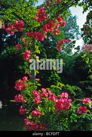 Details der Blumen in Monets Garten in Giverny in Frankreich Stockfoto