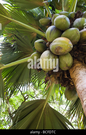 Seychellen, Insel Mahe, Victoria, botanische Gärten, Coco de Mer (weiblich), Lodoicea maldivica Stockfoto