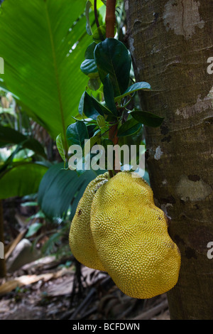 Seychellen, Insel Praslin, Vallee de Mai Nationalpark, Jackfruit, Artocarpus heterophyllus Stockfoto