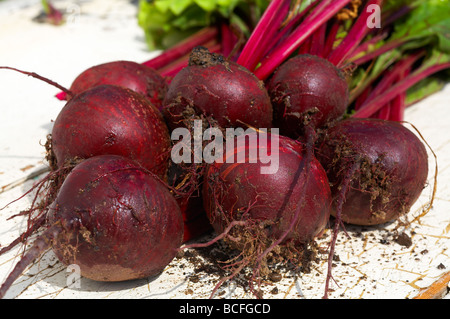 Rote Beete Boltardy Beta Vulgaris Wurzelgemüse Stockfoto