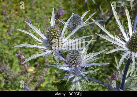 Eryngium Oliverianum Inverewe Gardens Poolewe Ross & Cromarty Highland-Schottland Stockfoto