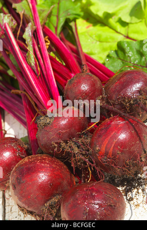 Rote Beete Boltardy Beta Vulgaris Wurzelgemüse Stockfoto