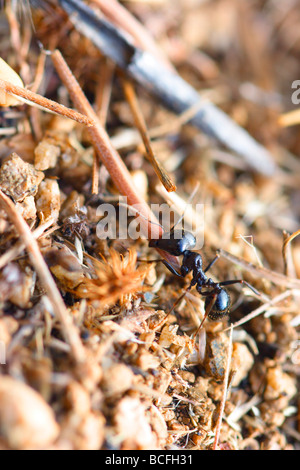 Europäische Erntemaschinen Ant, Messor barbarus. Arbeitnehmer mit Nahrungsmitteln zu Ameisenhaufen Stockfoto