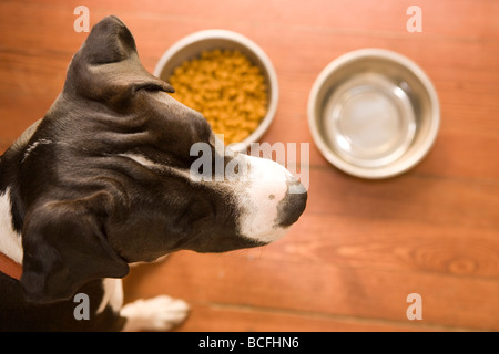 Nahaufnahme von einem Hundekopf wegsehen von ihrer Speisen, die nicht daran interessiert, was angeboten wird Stockfoto