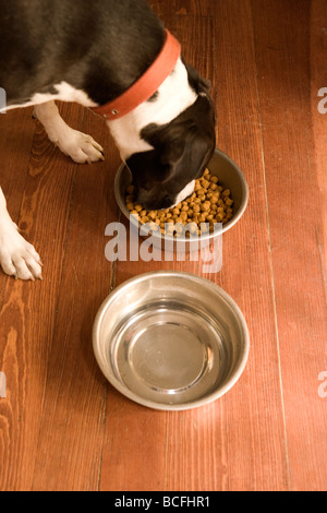 ein Hund Essen Trockenfutter für Hunde im Haus mit Wassernapf an ihrer Seite Stockfoto