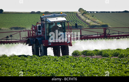 Die Yorkshire Wolds Kartoffelernte Aufsprühen Stockfoto