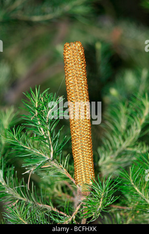 Banksia Blütenköpfchen bestehen aus Hunderten von winzigen Einzelblüten in Paaren gruppiert Stockfoto