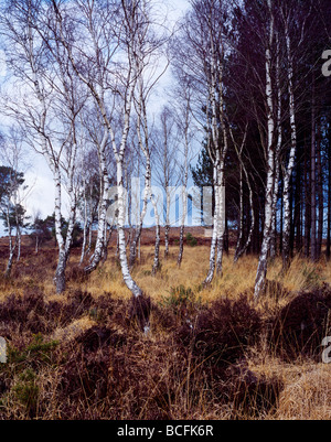 Birken im Wareham Forest, Wareham, Dorset, England. Stockfoto