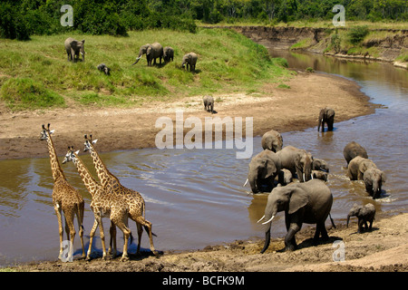 Afrikanische Elefanten und Masai-Giraffen am Mara Fluss in Kenia Stockfoto