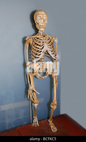 Skelett des Homo neanderthalensis Stockfoto