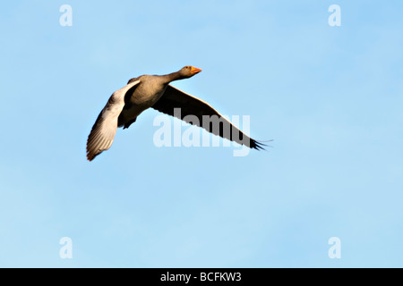 Graugans auf der Flucht vor einem blauen Himmel Stockfoto