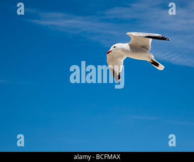 Audouin Möwe (Larus Audouinii) mit Ring am Bein im Flug Platja des Trenc-Mallorca-Spanien Stockfoto